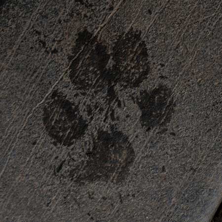 TW Barking at the Moon